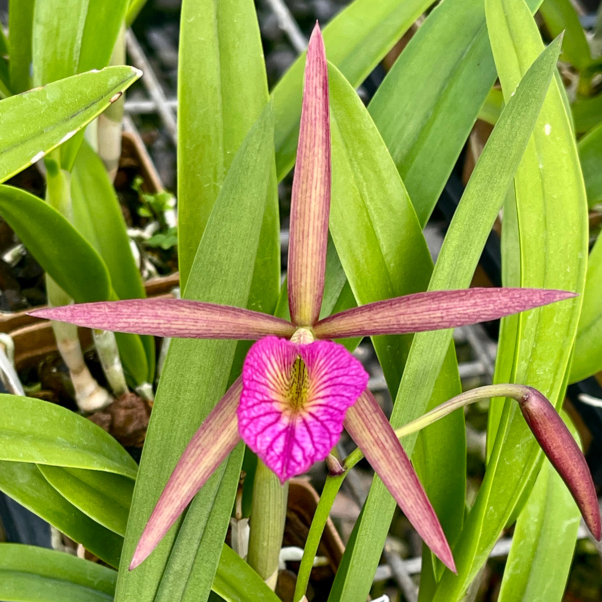 Bc. Orchid Hamlyn’s Magic ‘Leilani’ - potted plant for sale