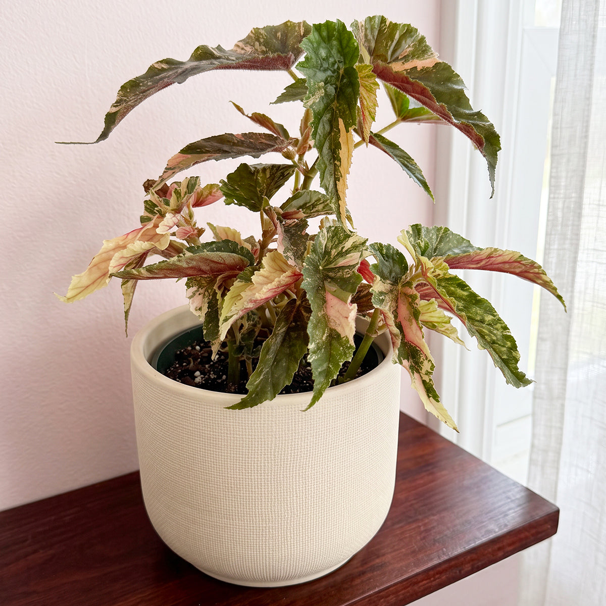 Begonia 'Ginny Galaxy' with pink and cream variegation on green leaves