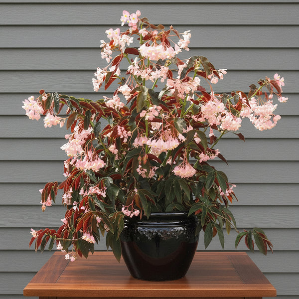 philodendron cotton candy Begonia 'Jim's Cotton Candy' For Sale – Logee's Plants