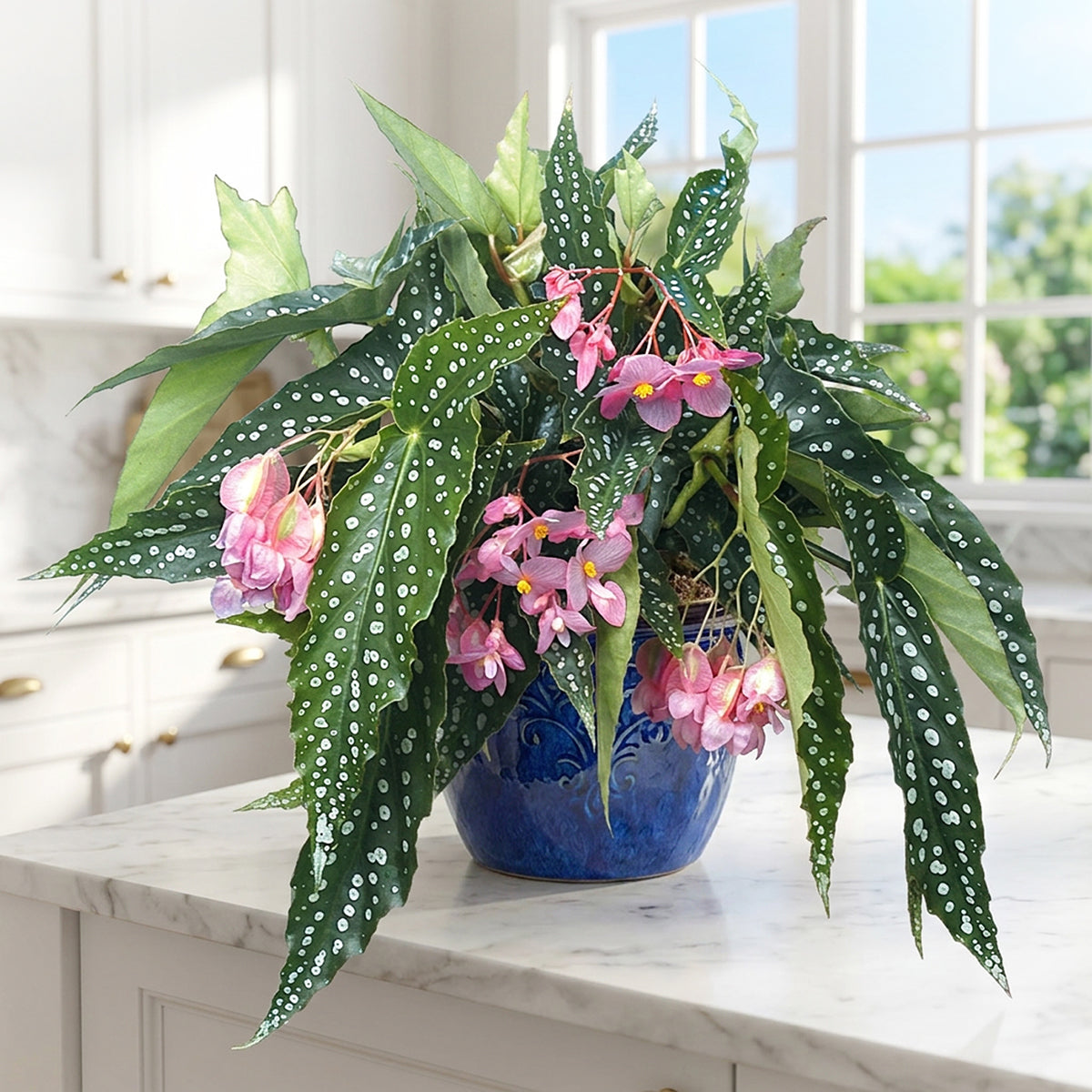 Logee's Angel Wing Begonia