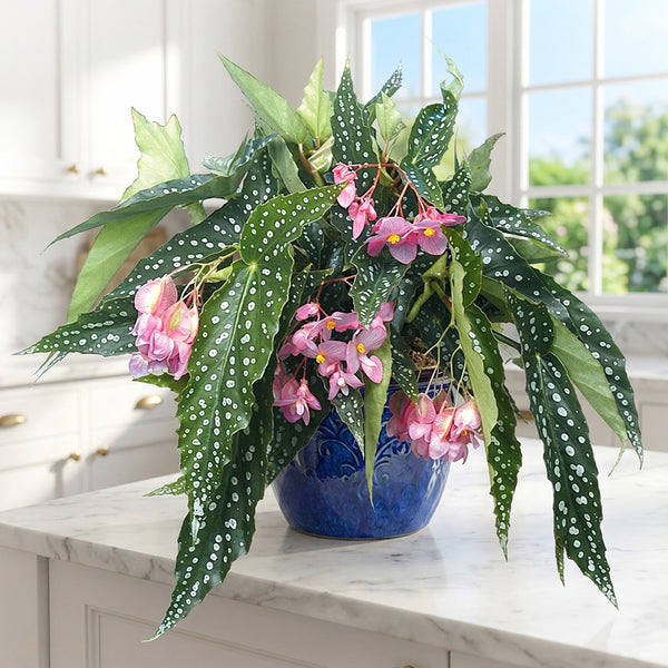 dragon wing plant indoor Angel Wing Begonia 'My Special Angel' For Sale – Logee's Plants