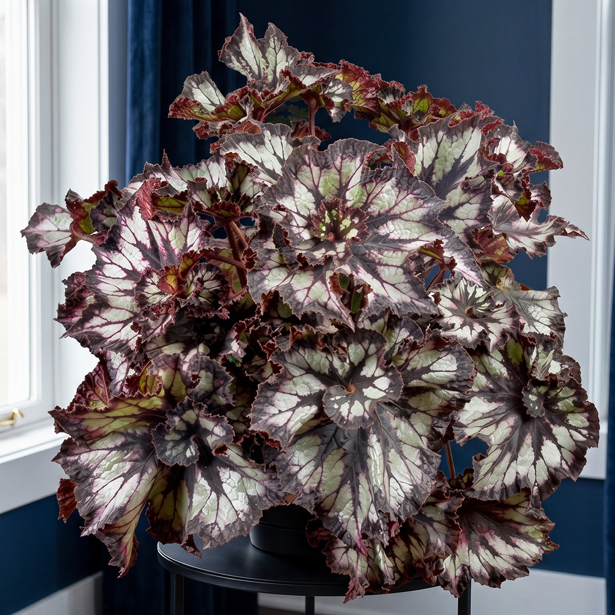 Begonia plant with colorful spiral leaves in front of a blue wall