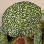 Begonia 'Oculus'