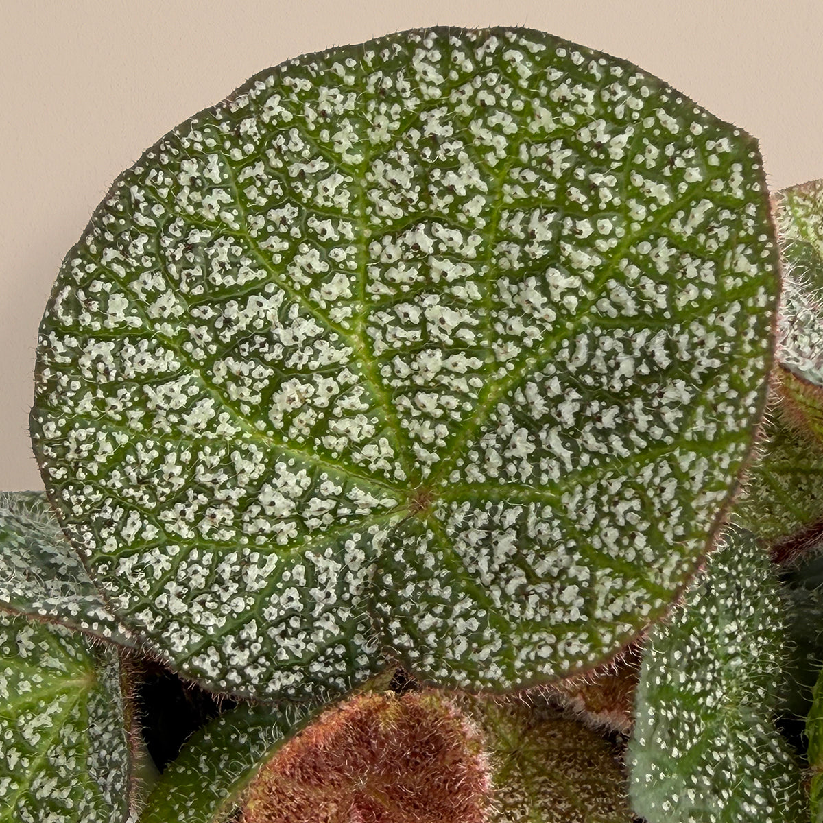 Begonia 'Oculus'