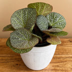 Begonia 'Oculus'