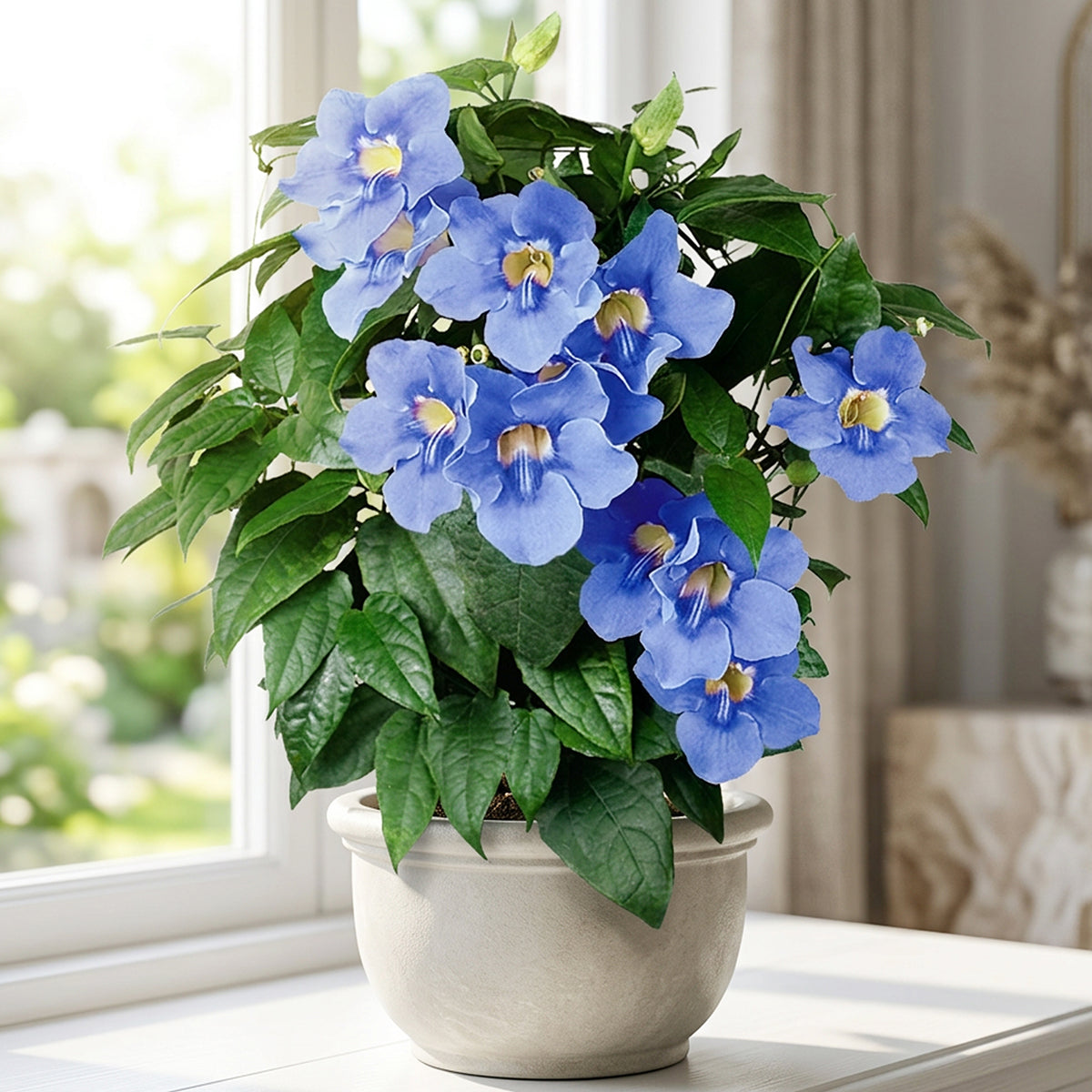 Logee's Blue Skyflower - Thumbnail 2