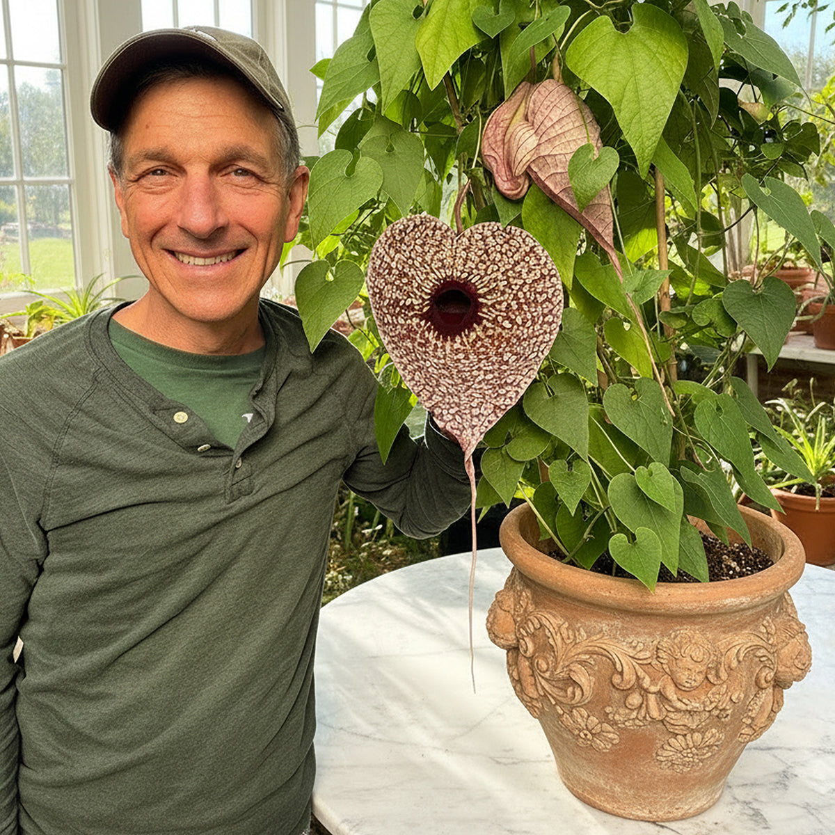Pelican Flower (Aristolochia grandiflora)