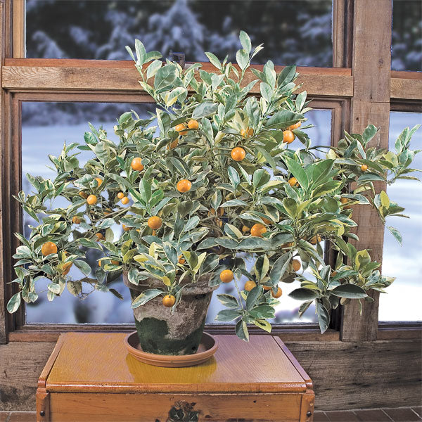 Variegated Calamondin Orange Tree (Citrus x citrofortunella mitis ‘Variegata’)