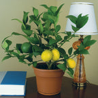 Meyer Lemon Tree (Citrus limon)
