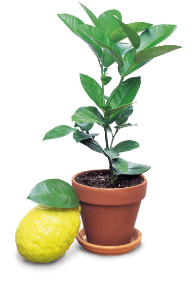 Ponderosa Lemon Tree (Citrus limon) - Thumbnail 2