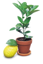 Ponderosa Lemon Tree (Citrus limon)