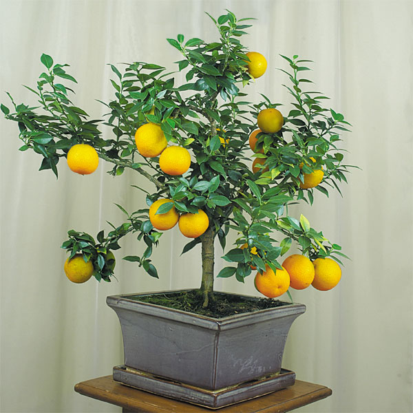 Myrtle Leaf Orange Tree (Citrus myrtifolia)