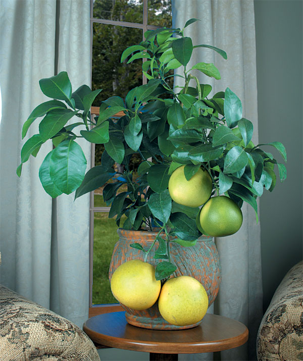 Grapefruit ‘Ruby Red’ (Citrus paradisi hybrid)