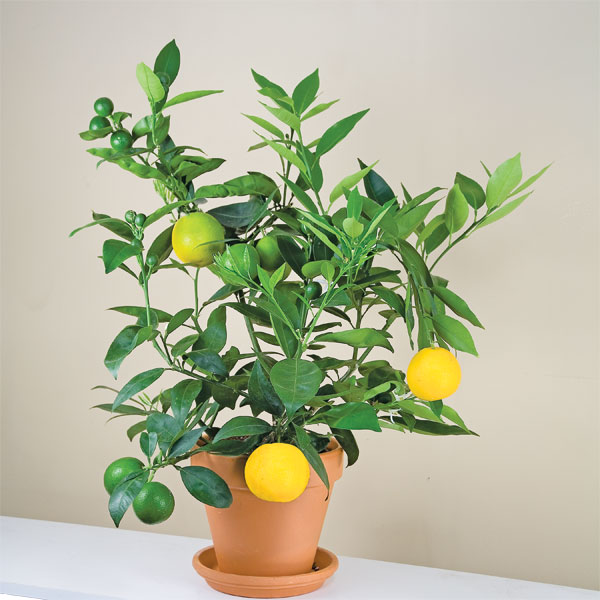 Citrus ‘Sunquat’ (Citrus hybrid)