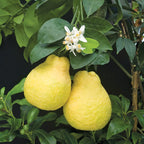 Sweet Lemon Tree (Citrus ujukitsu)