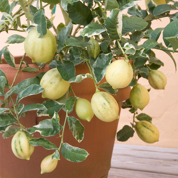Variegated Citron (Citrus medica variegata)