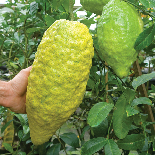 Citron Tree 'Turunji' (Citrus medica)
