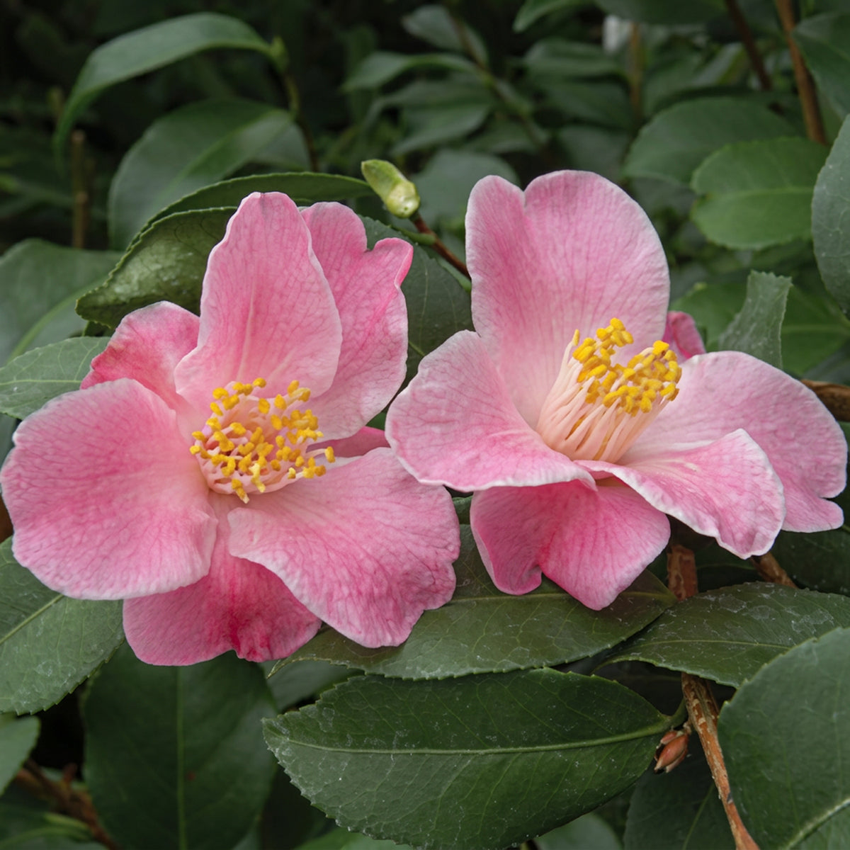 Camellia 'Minato-No-Akebono' pink flowers with yellow stamen