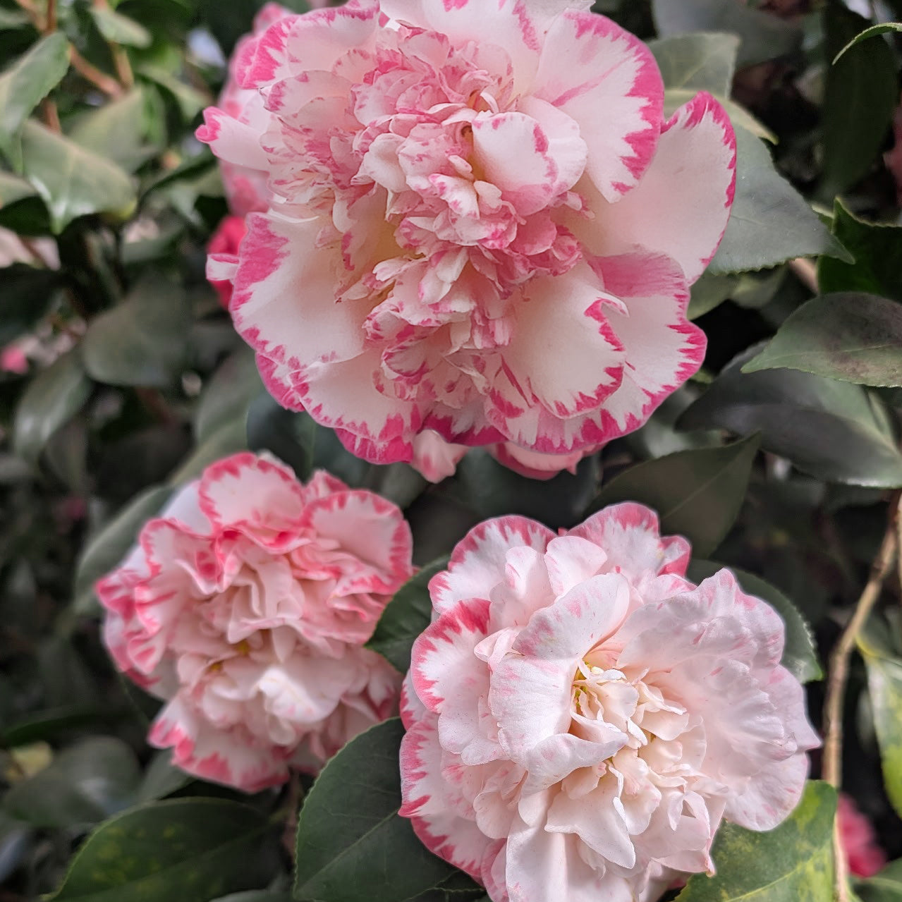 Camellia ‘Margaret Davis’ (Camellia japonica)