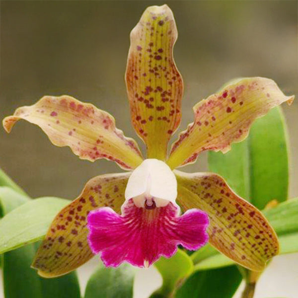 Cattleya Orchid ‘Raingreen’s Small Wonder’