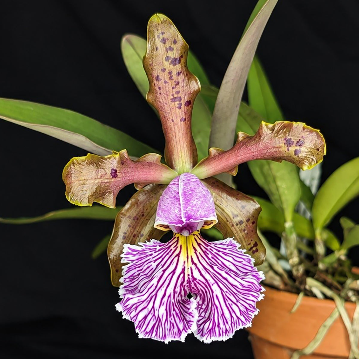 Cattleya schilleriana orchid flower with purple markings on white lower petals and colorful upper petals with speckles