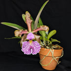 Cattleya schilleriana orchid flower with purple markings on white lower petals and colorful upper petals with speckles in a clay pot with roots climbing over the edge