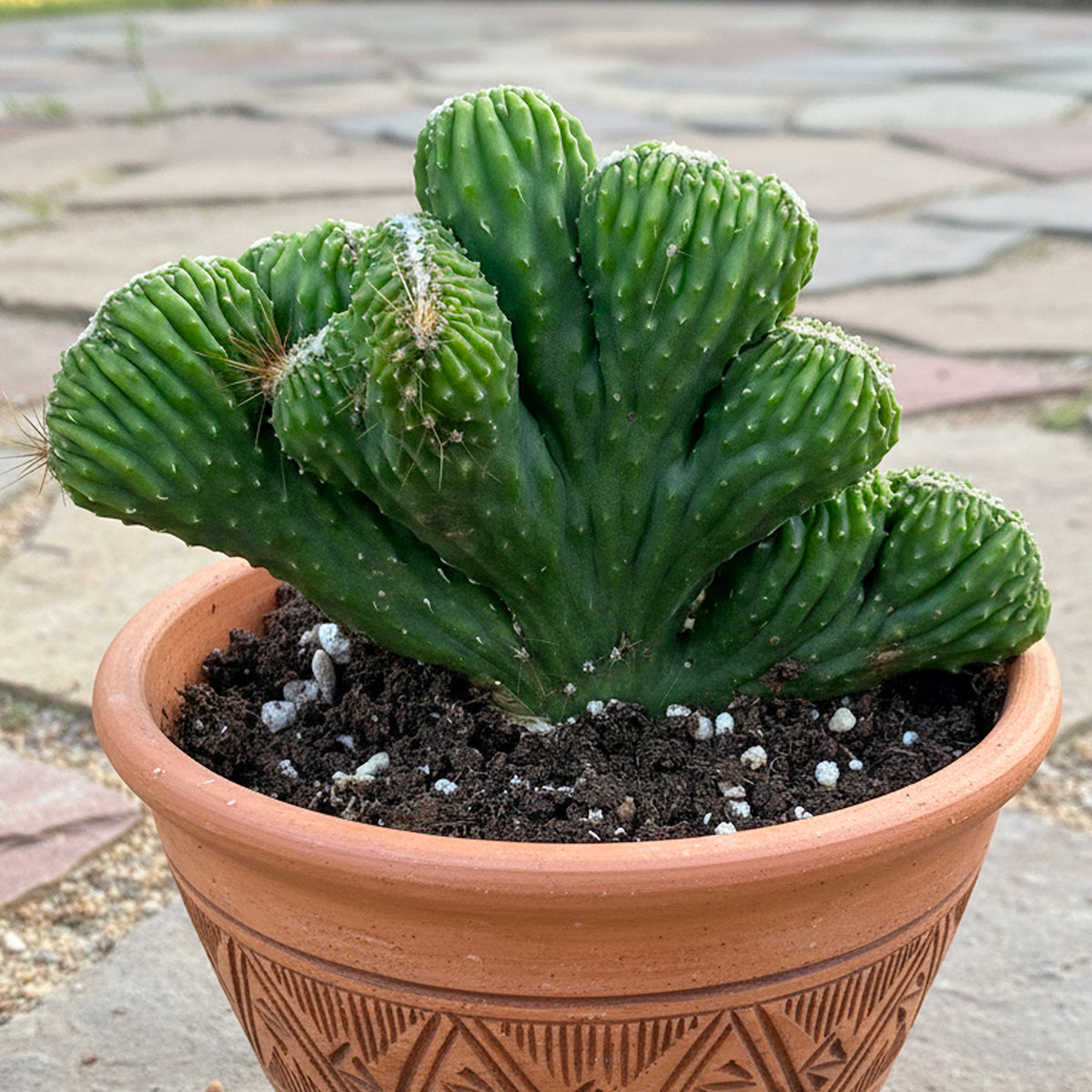 Monstrose Apple Cactus (Cereus peruvianus monstrose crested)