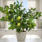 Key Lime Tree plant for sale