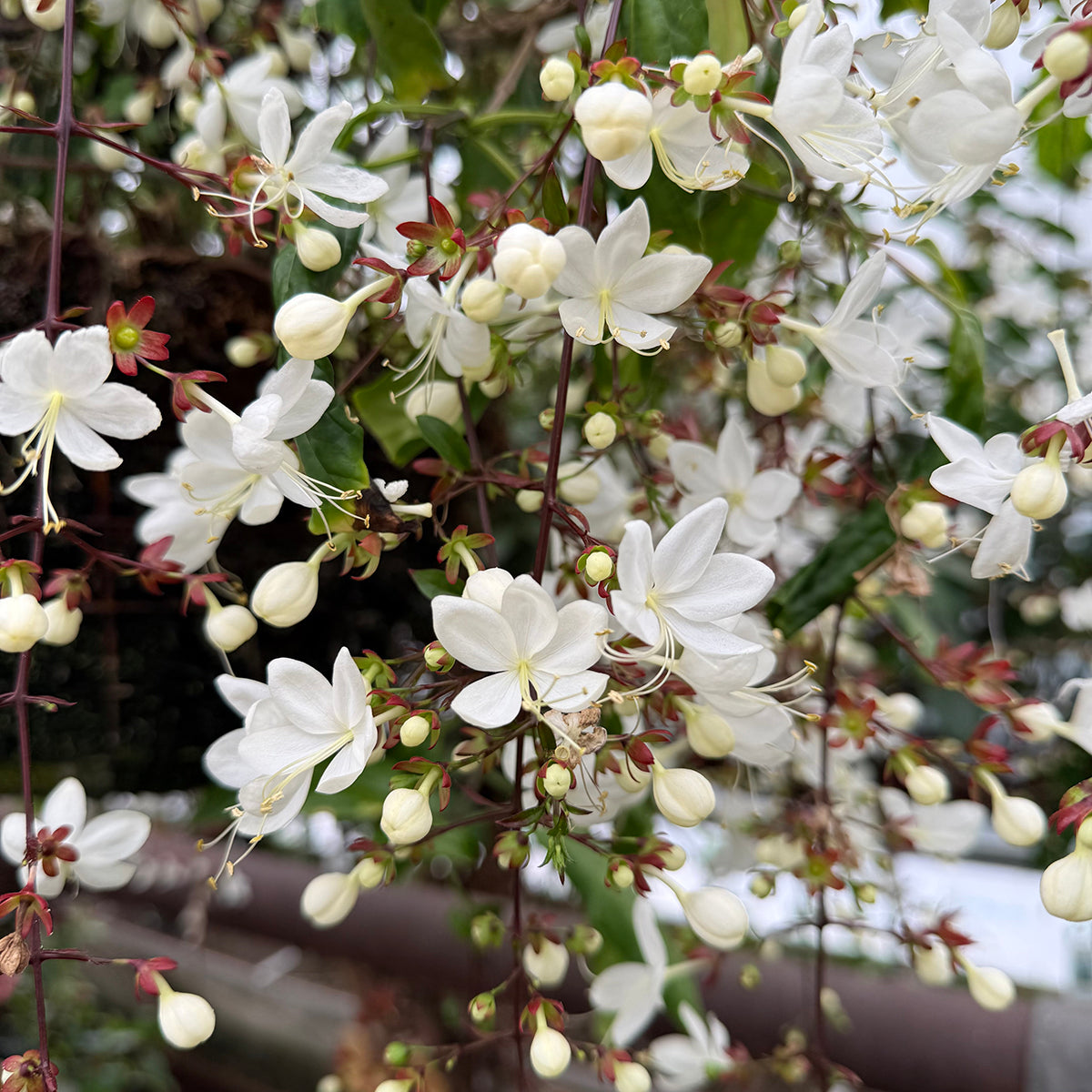 Chains of Glory (Clerodendrum smithianum)