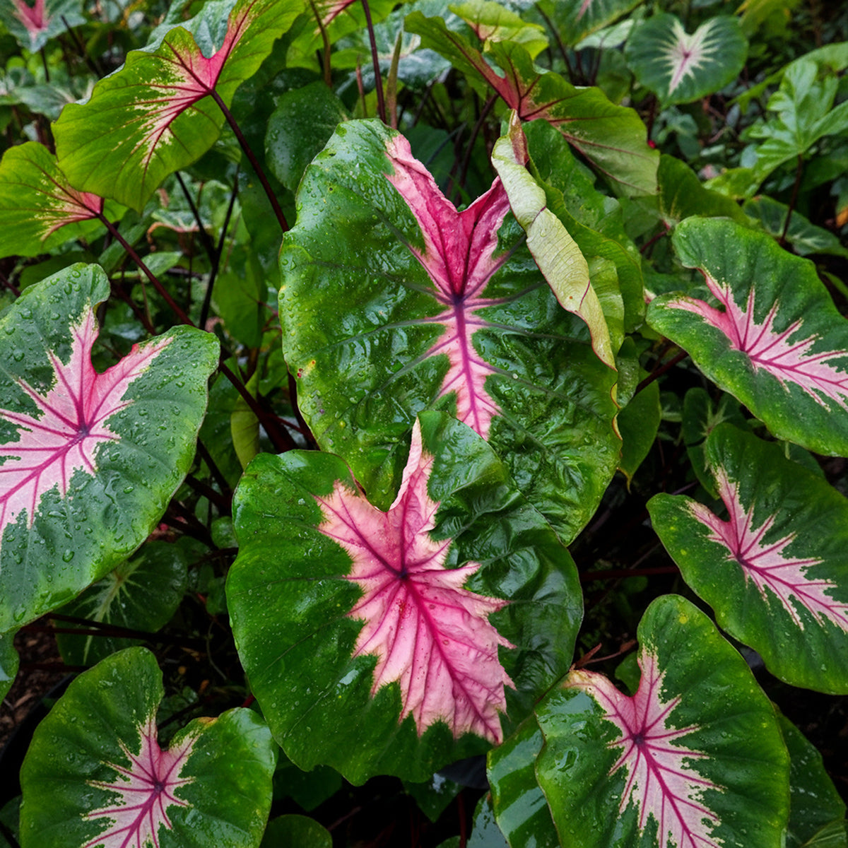 Elephant Ear 'Cleopatra's Kiss' rare variegated aroid plant for sale