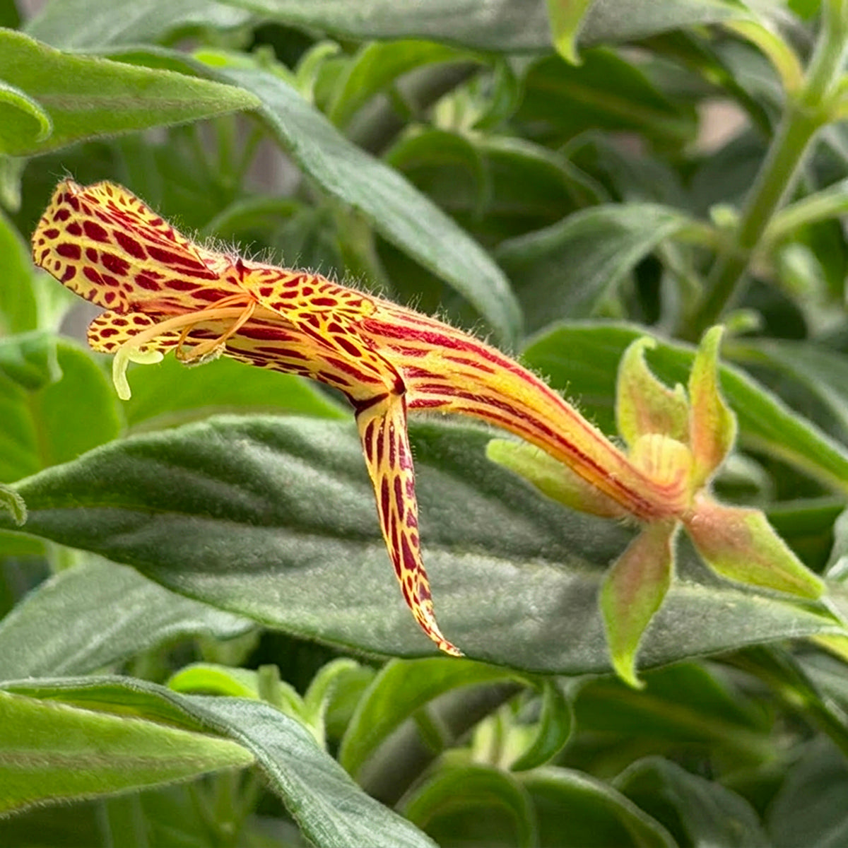 Columnea schiedeana for sale
