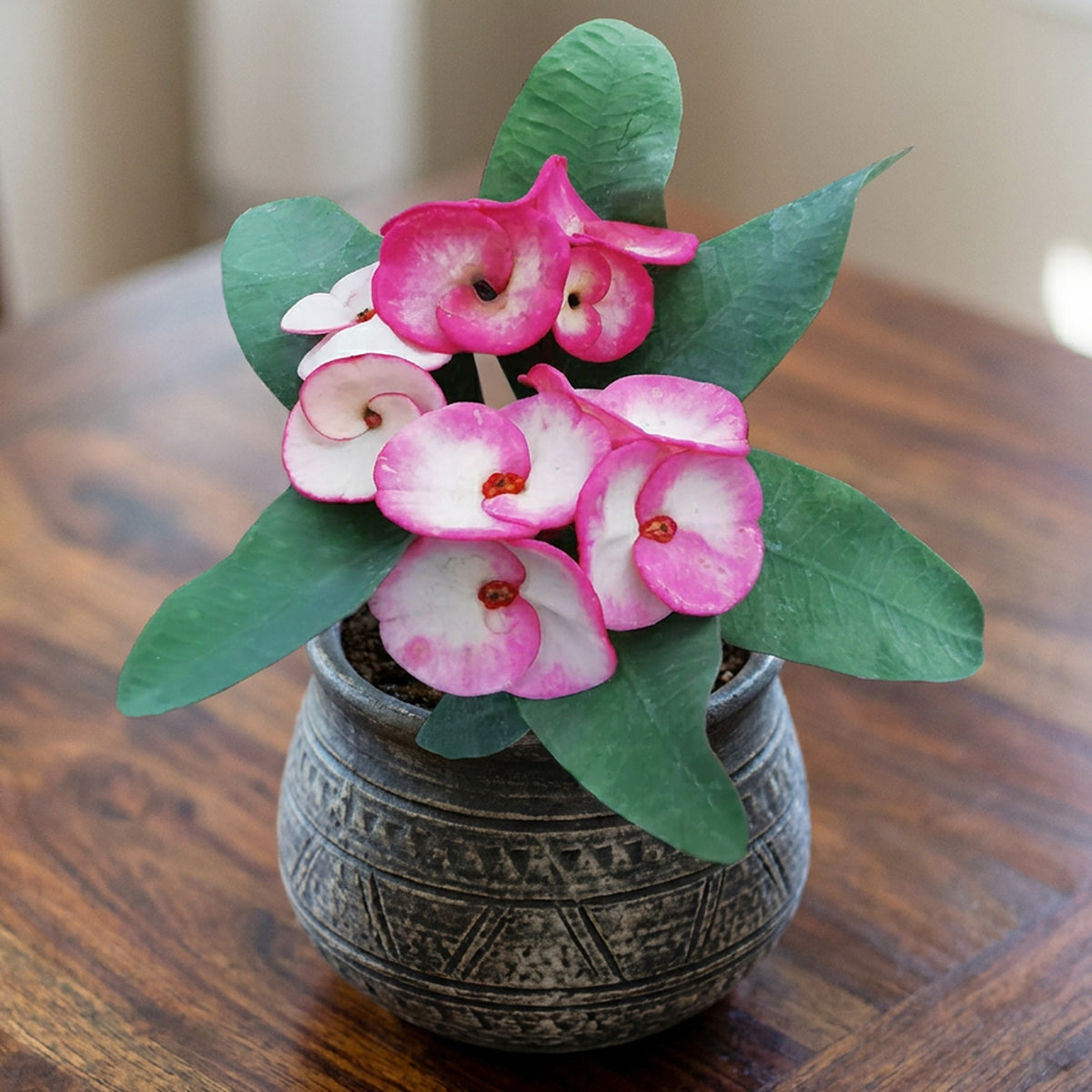 Crown of Thorns ‘Electric Bubblegum’ for sale