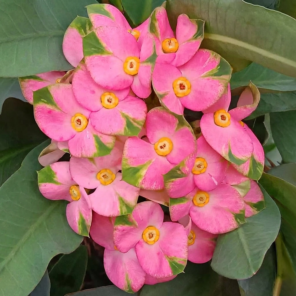 Crown of Thorns ‘Pink Butterfly’ for sale