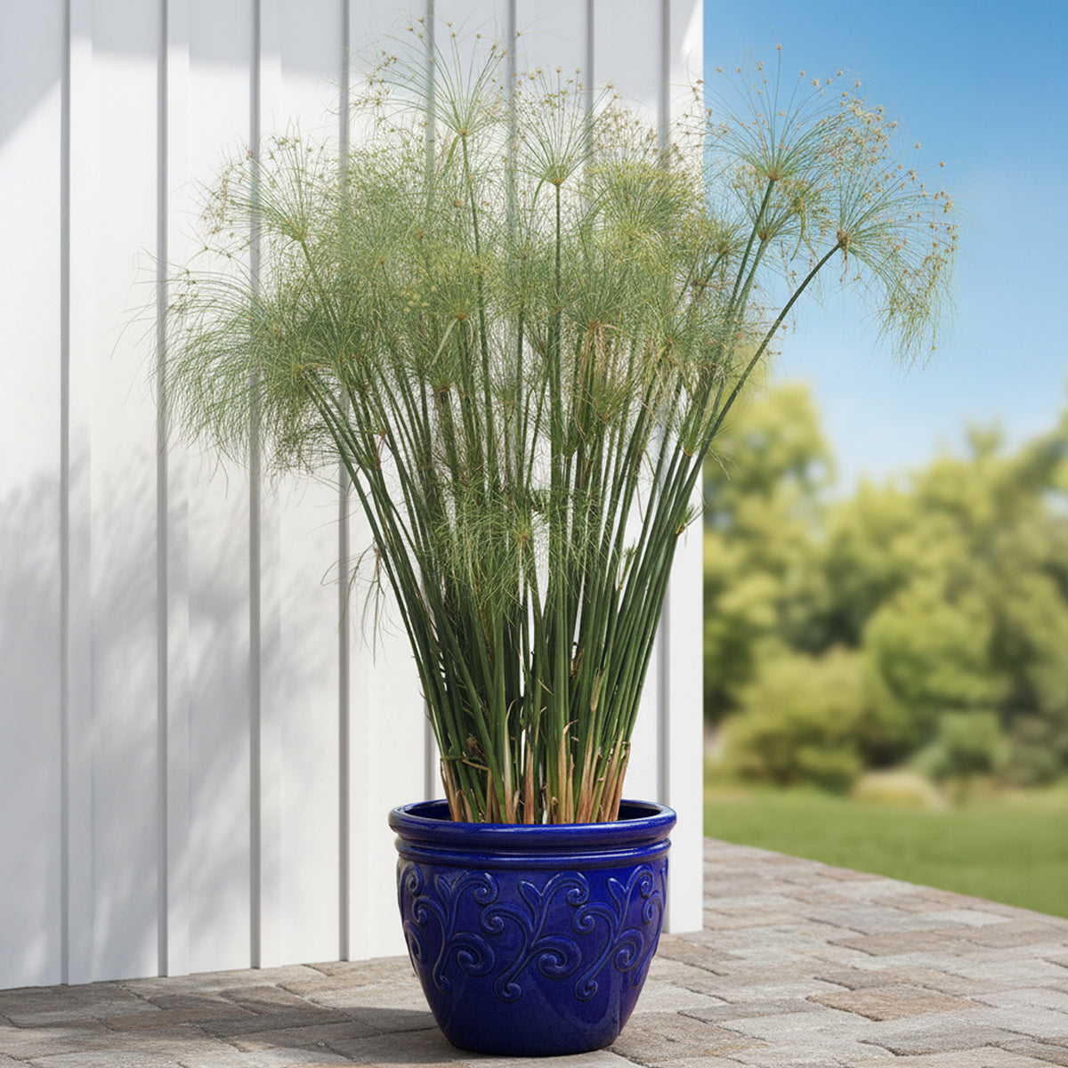 Paper Plant - Papyrus Plant for Sale