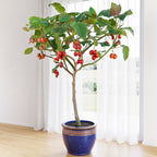 Tree Tomato Plant