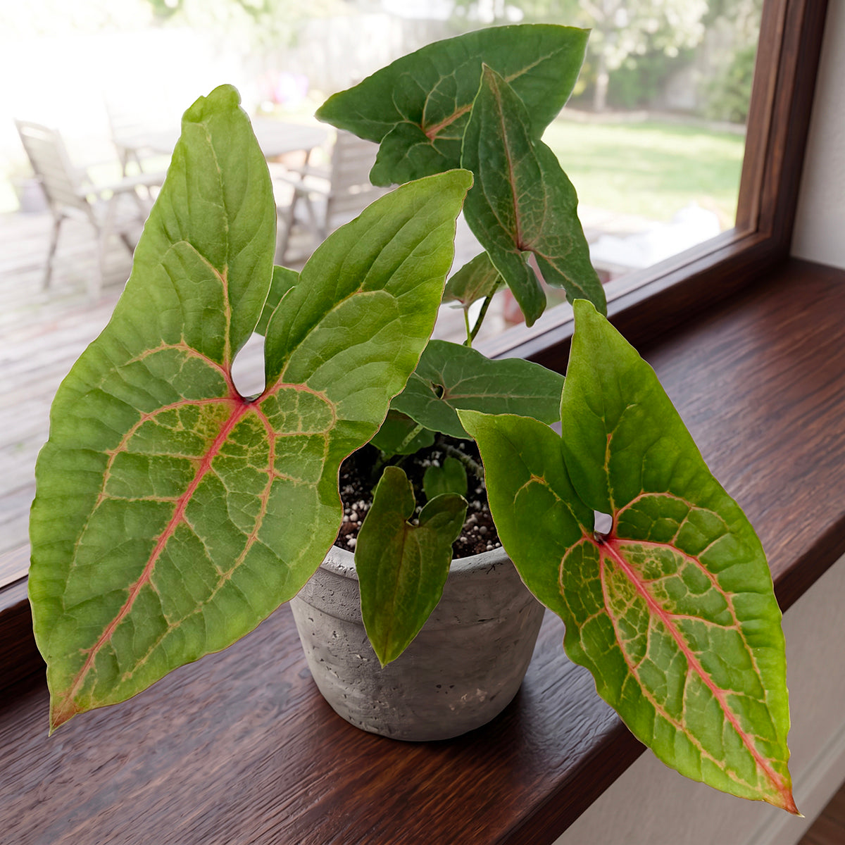 green aroid with large green leaves and pink veins