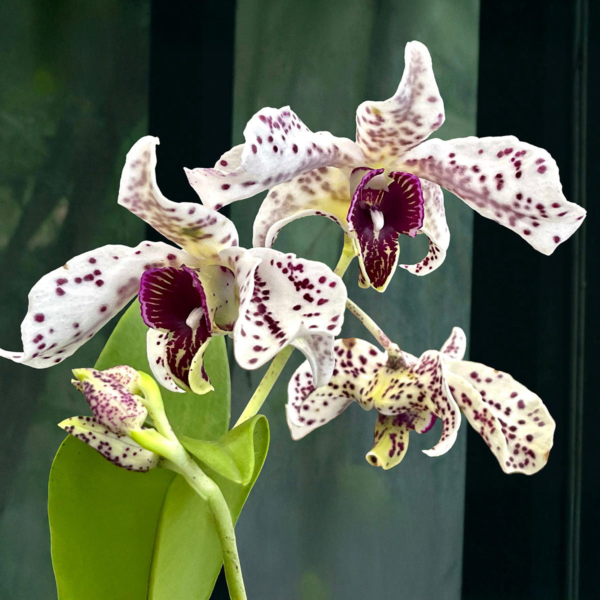 Dendrobium Orchid Spotted Poni - potted plant for sale