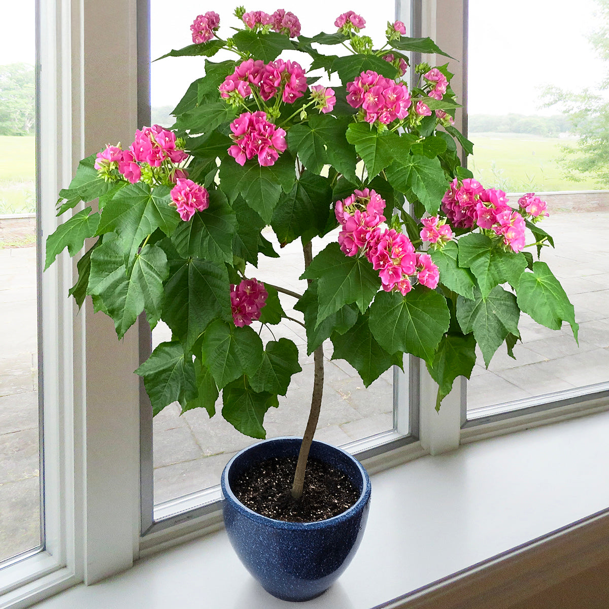 dombeya plant with pink clusters of blooms and glossy green leaves