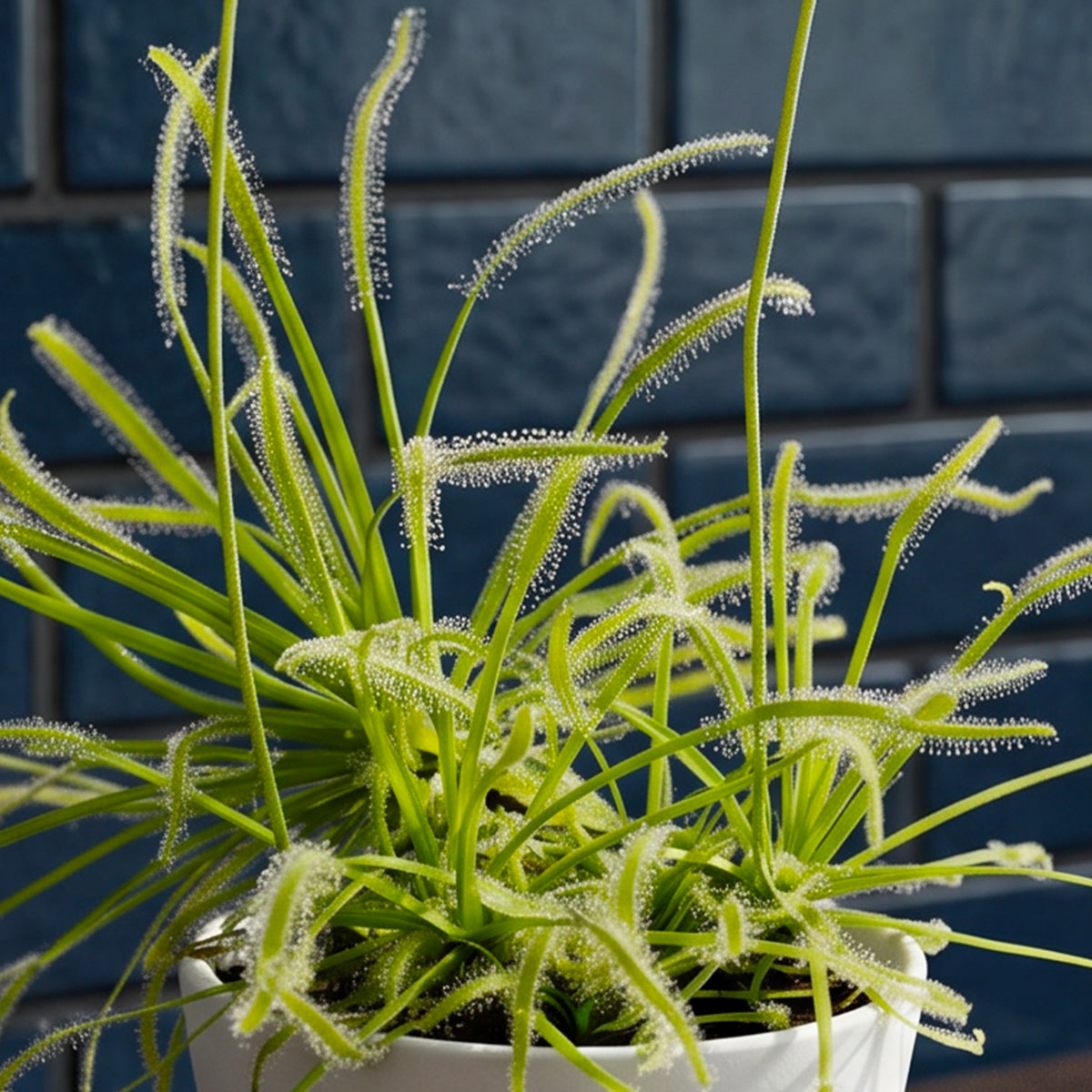 White Flower Cape Sundew for sale