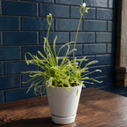 White Flower Cape Sundew for sale