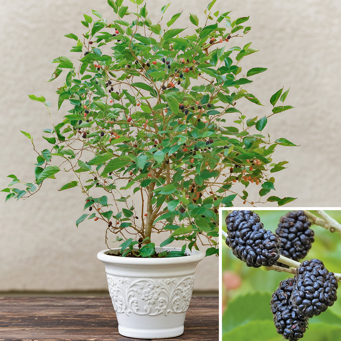 Dwarf Everbearing Mulberry Bush plant for sale