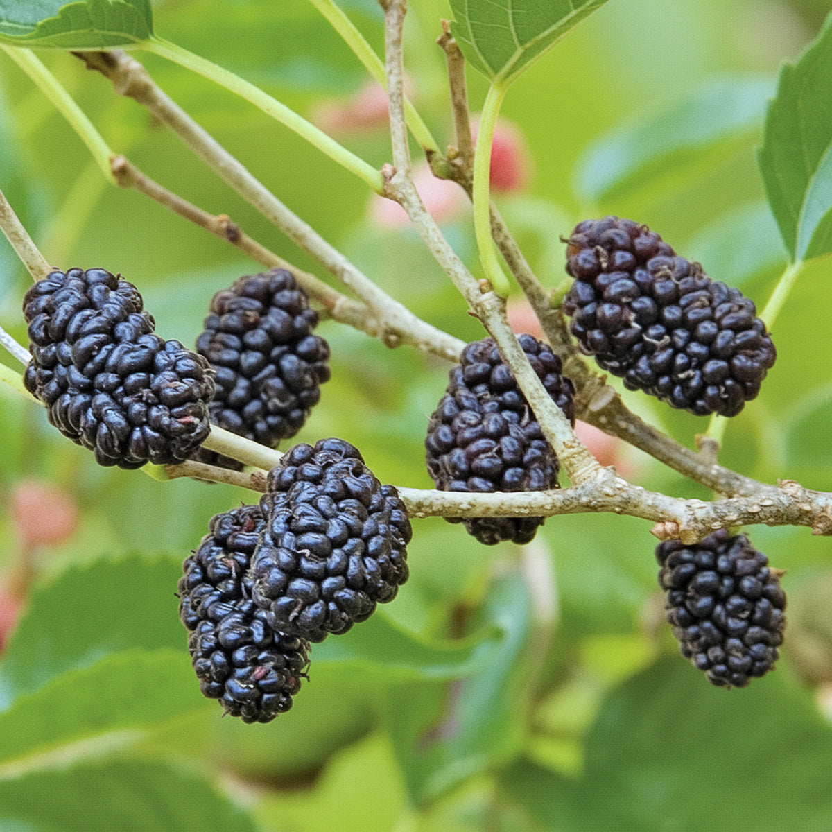 Dwarf Everbearing Mulberry Bush (Morus nigra)