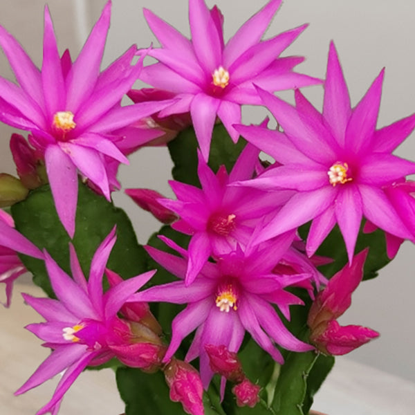 Easter Cactus ‘Purple Fire’ - potted plant for sale