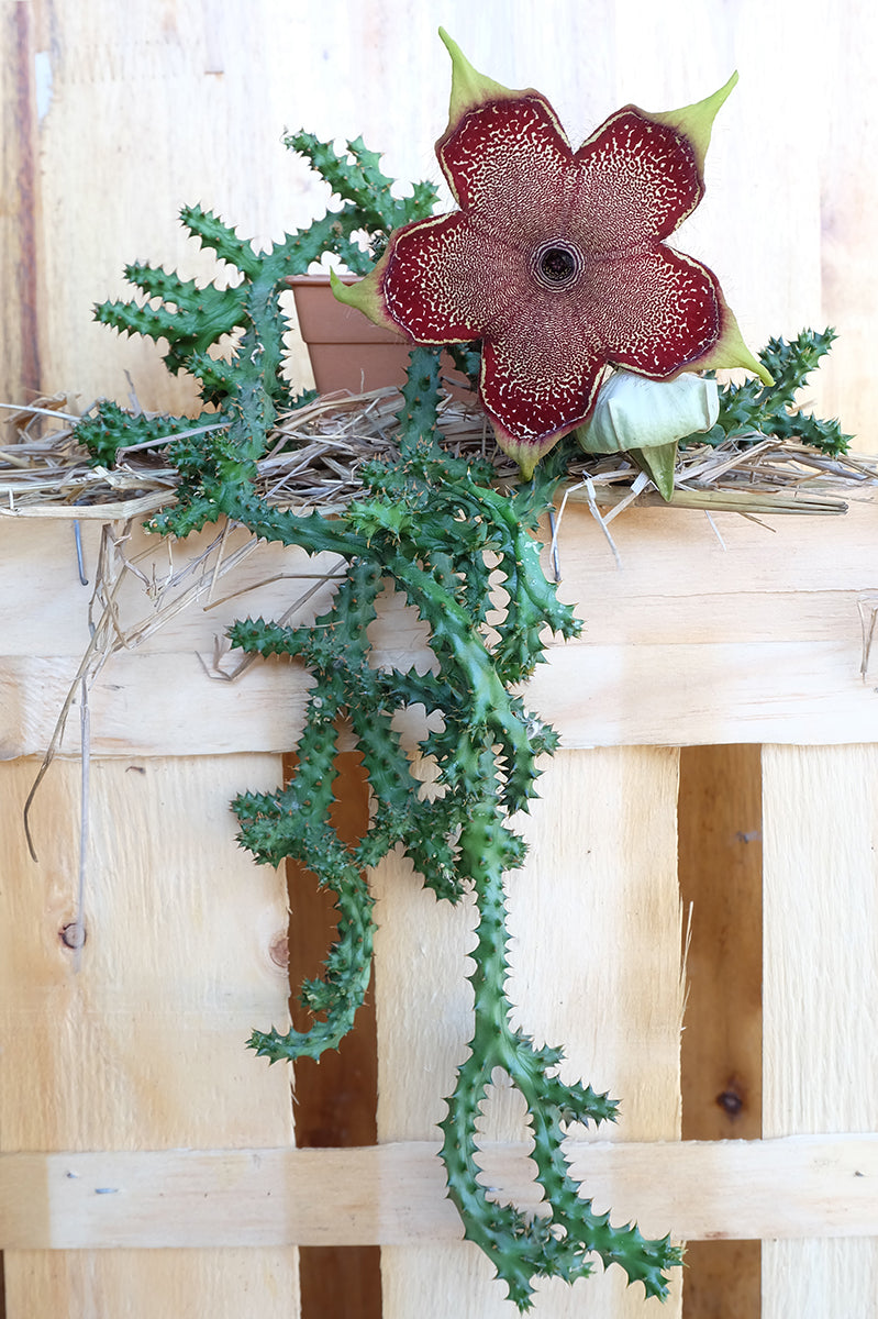 Persian Carpet Flower
