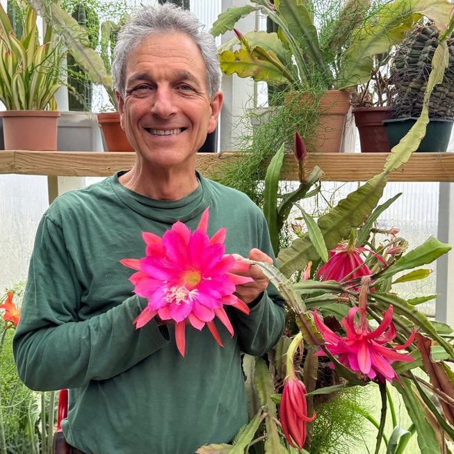 succulent orchid cactus Orchid Cactus ‘Unforgettable’ For Sale – Logee's Plants