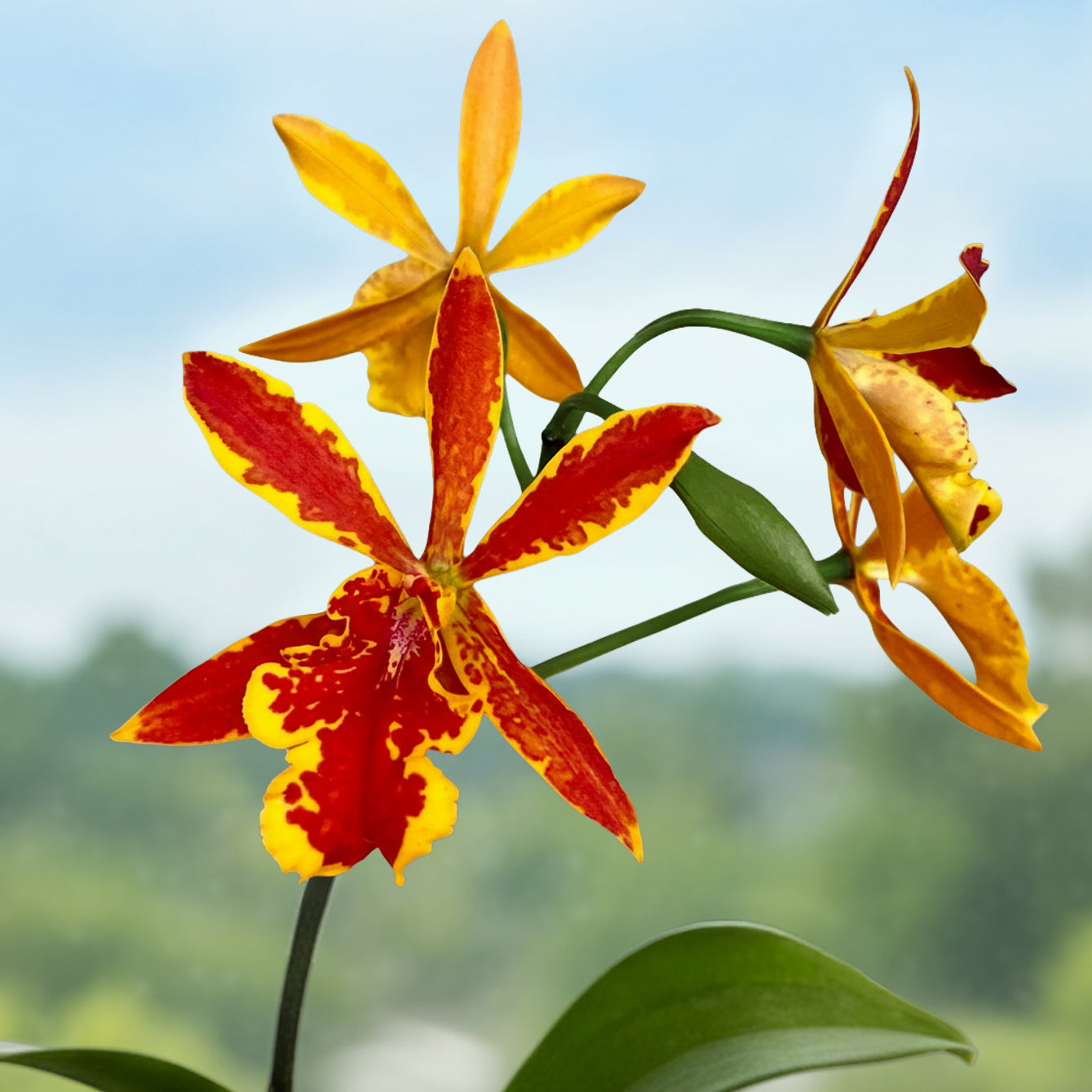 Eplc. Orchid Volcano Trick 'Paradise' plant for sale