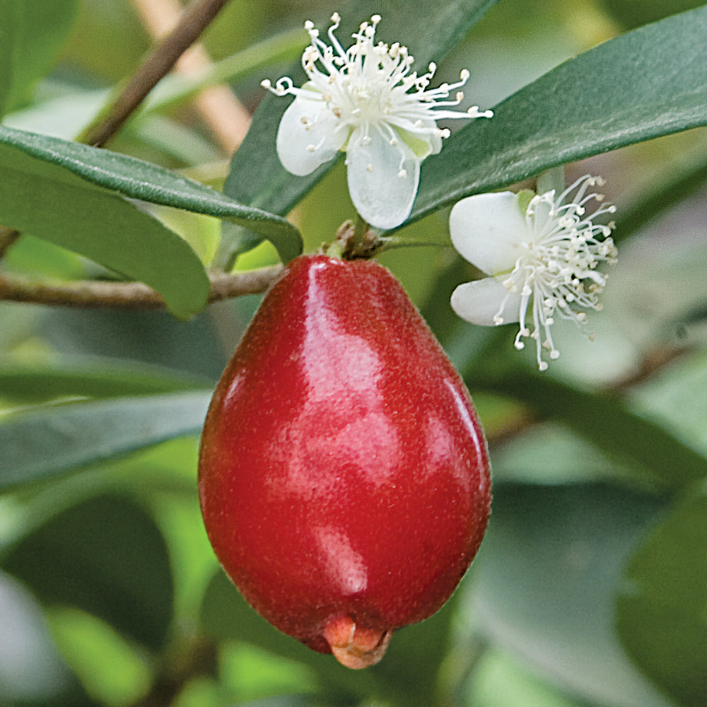 Australian Beach Cherry Tree for sale