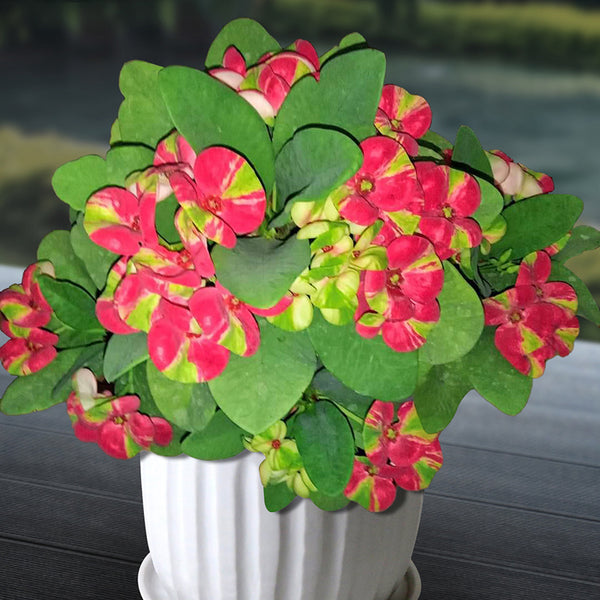 EuphorbiaRedButterflysm_grande