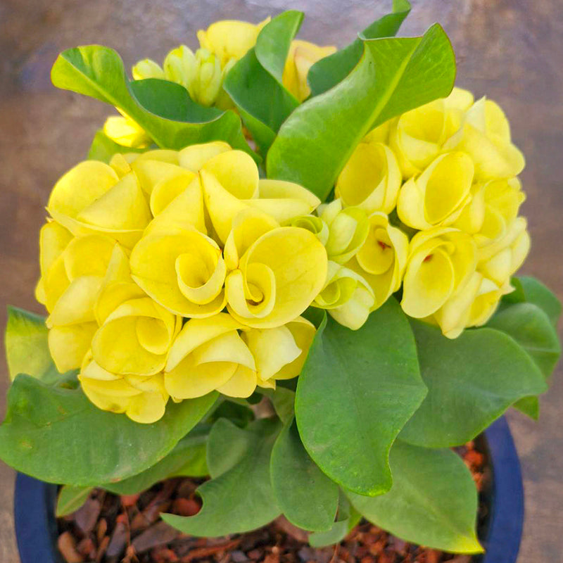 Crown of Thorns Lemon Surprise