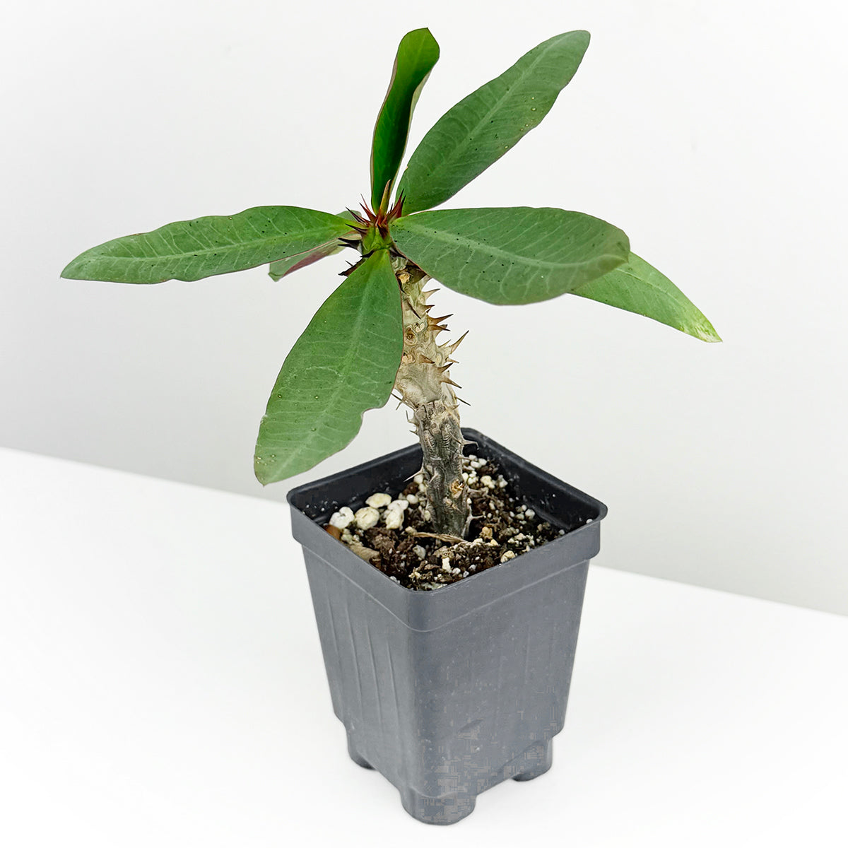 Euphorbia suncris plant with green leaves and a prickly stem